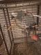 African Grey Birds for sale in Killeen, TX, USA. price: $1,000