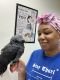 African Grey Birds for sale in Tampa, FL, USA. price: NA