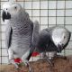 African Grey Birds for sale in Atlanta, GA, USA. price: $250