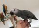 African Grey Birds for sale in Asheville, NC 28801, USA. price: $650