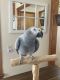African Grey Birds for sale in Lock Haven, PA 17745, USA. price: NA