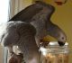 African Grey Birds for sale in Atlantic City, NJ, USA. price: NA