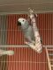 African Grey Birds for sale in Plymouth Charter Twp, MI 48170, USA. price: NA