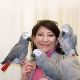 African Grey Birds for sale in Dallas, TX, USA. price: $400