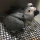 African Grey Birds for sale in Atlanta, GA, USA. price: $600