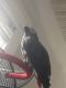 African Grey Birds for sale in Eden, NC 27288, USA. price: $2,500