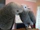 African Grey Birds for sale in Cornelia St, New York, NY 10014, USA. price: $300