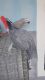 African Grey Birds for sale in New York, NY, USA. price: $1,500
