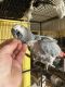 African Grey Birds for sale in Byron, GA 31008, USA. price: NA