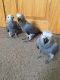 African Grey Birds for sale in Buffalo, NY, USA. price: $1,300