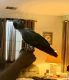 African Grey Birds for sale in Murrieta Hot Springs Rd, Murrieta, CA, USA. price: NA