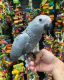 African Grey Birds for sale in Dallas, TX, USA. price: $400