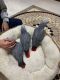 African Grey Birds for sale in Oregon City, OR 97045, USA. price: $650