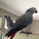 African Grey Birds for sale in Janesville, WI 53545, USA. price: NA
