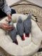 African Grey Birds for sale in Florida City, FL, USA. price: $700