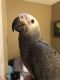 African Grey Birds for sale in North Bend, WA 98045, USA. price: $500