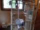 African Grey Birds for sale in Brewster, OH, USA. price: NA