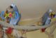 African Grey Birds for sale in Hawthorne, NY 10532, USA. price: $800