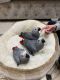 African Grey Birds for sale in Beaufort, SC, USA. price: $700