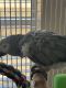 African Grey Birds for sale in Livingston, TX 77351, USA. price: $2,200