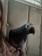 African Grey Birds for sale in Otsego, MN, USA. price: $3,500