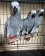 African Grey Birds for sale in Colorado Springs, CO, USA. price: $800