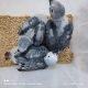 African Grey Birds for sale in Texas Medical Center, Houston, TX 77030, USA. price: $500