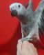 African Grey Birds for sale in Texas Medical Center, Houston, TX 77030, USA. price: $800