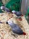 African Grey Birds for sale in Adak, Alaska. price: $450