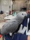African Grey Birds for sale in Cape Canaveral, Florida. price: $2,000