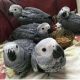 African Grey Birds for sale in Albuquerque, New Mexico. price: NA