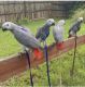 African Grey Birds for sale in East Newark, New Jersey. price: NA