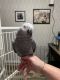 African Grey Birds for sale in Anderson, South Carolina. price: NA