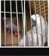 African Grey Birds for sale in Norwich, CT, USA. price: NA