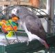African Grey Birds for sale in Antioch, CA, USA. price: NA