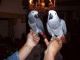 African Grey Birds for sale in Manchester, NH, USA. price: NA