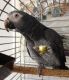 African Grey Birds for sale in San Diego, CA, USA. price: NA