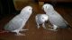 African Grey Birds for sale in Bancroft, NE 68004, USA. price: NA