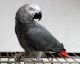 African Grey Birds for sale in Philadelphia, PA, USA. price: NA