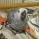 African Grey Birds for sale in Alderson, WV 24910, USA. price: NA
