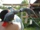 African Grey Birds for sale in Amanda Park, WA, USA. price: NA