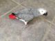 African Grey Birds for sale in Spring Valley, NY, USA. price: NA