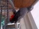 African Grey Birds for sale in Portland, OR, USA. price: NA