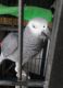 African Grey Birds for sale in Austin, TX, USA. price: NA