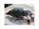 African Grey Birds for sale in Jemez Pueblo, NM, USA. price: NA