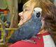 African Grey Birds for sale in Fresno, CA, USA. price: NA