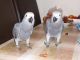 African Grey Birds for sale in Sioux Falls, SD, USA. price: NA