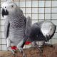 African Grey Birds for sale in Anchorage, KY 40223, USA. price: NA