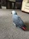 African Grey Birds for sale in Bellevue, KY, USA. price: NA