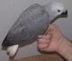 African Grey Birds for sale in Orlando, FL, USA. price: NA